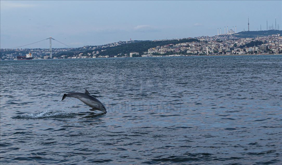Dolphins appear in Istanbul's Halic