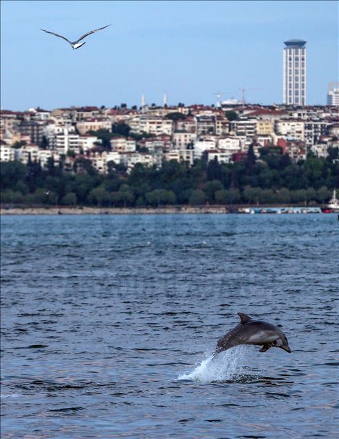 Dolphins appear in Istanbul's Halic