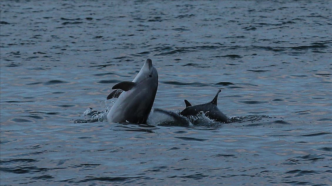 Dolphins appear in Istanbul's Halic