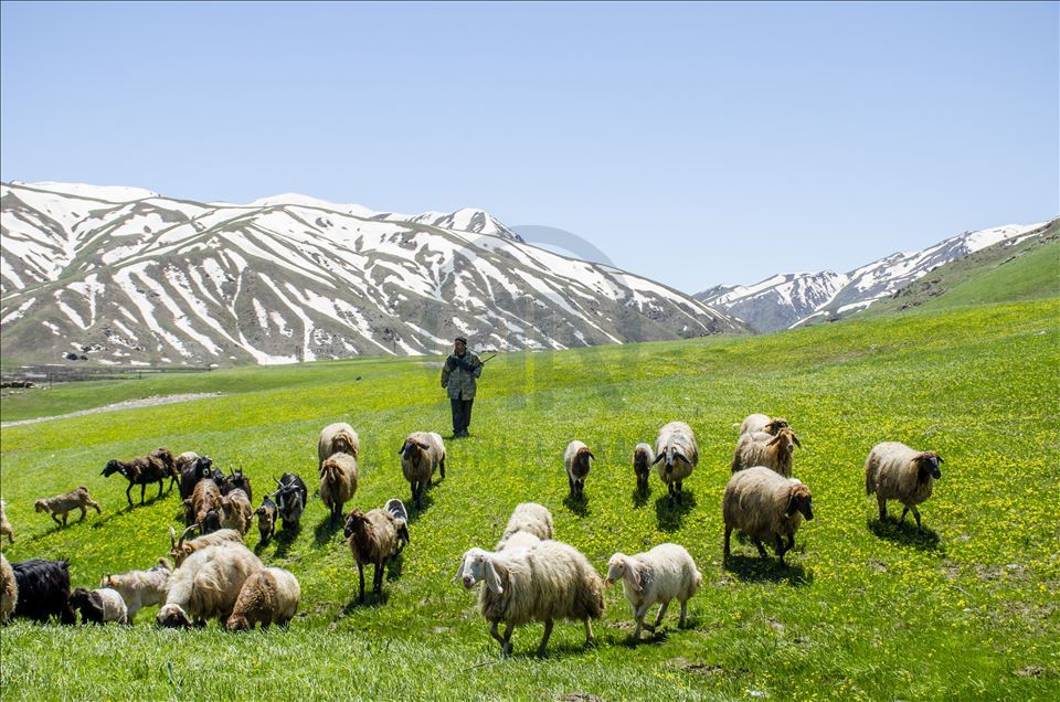 Faraşin Yaylası, karlı dağları ve yeşil örtüsüyle büyülüyor