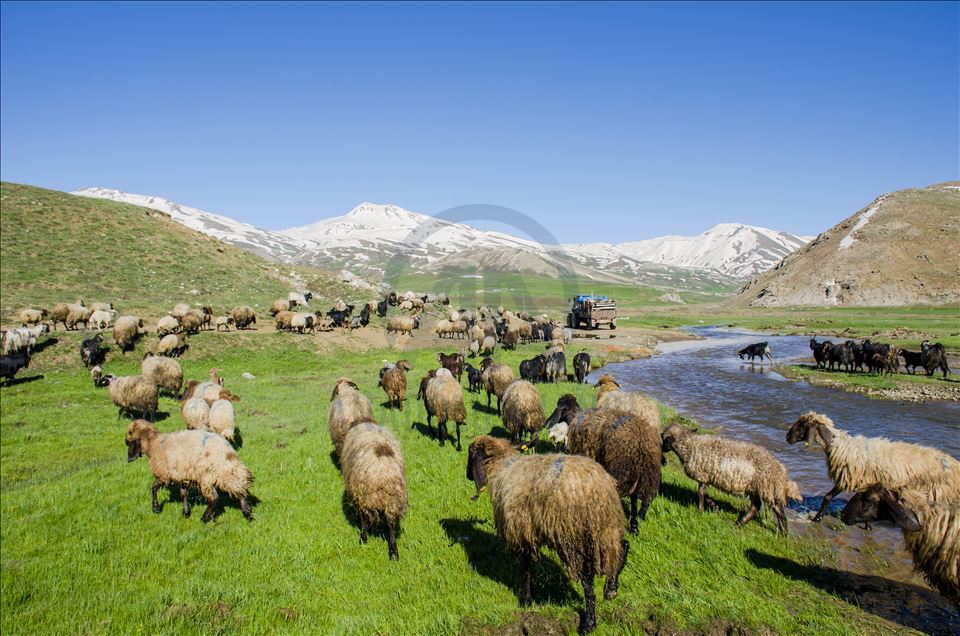 Faraşin Yaylası, karlı dağları ve yeşil örtüsüyle büyülüyor
