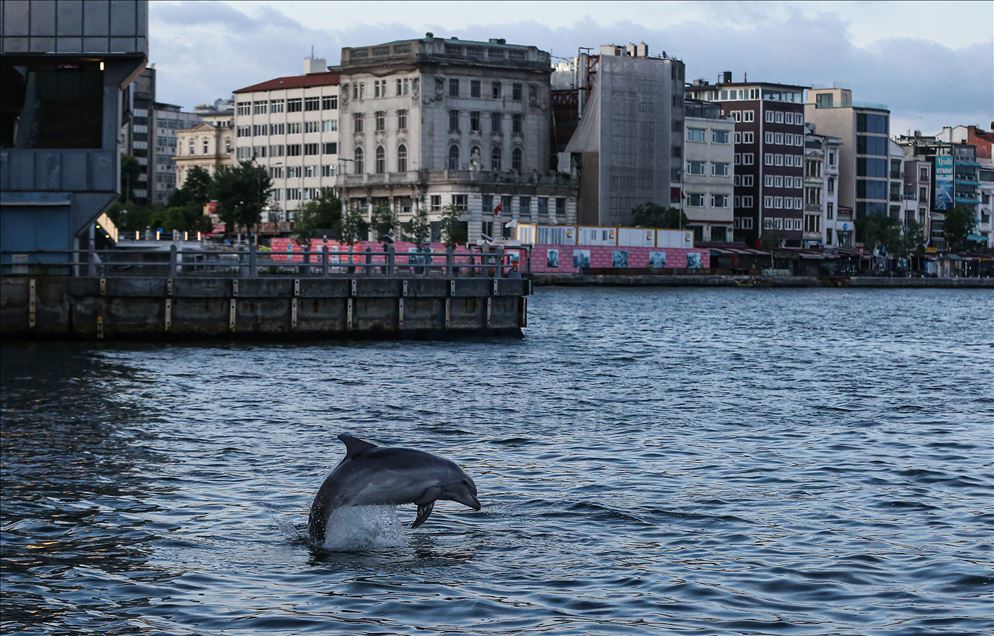 Dolphins appear in Istanbul's Halic