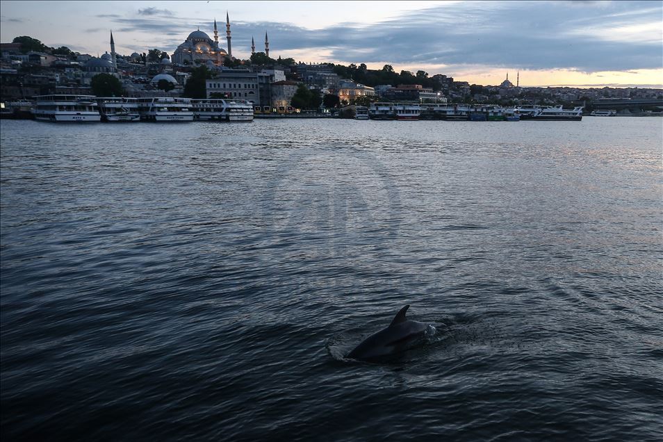 Dolphins appear in Istanbul's Halic