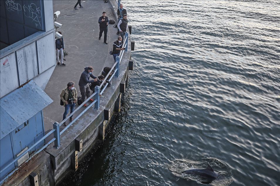 Dolphins appear in Istanbul's Halic