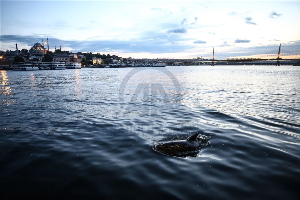 Dolphins appear in Istanbul's Halic