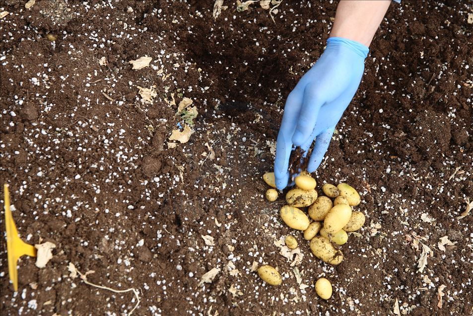 Türkiye'nin yerli ve milli patates tohumları laboratuvarda üretiliyor
