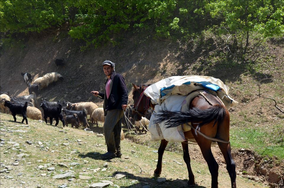 Muşlu besicilerin yaylalara dönüş yolculuğu başladı
