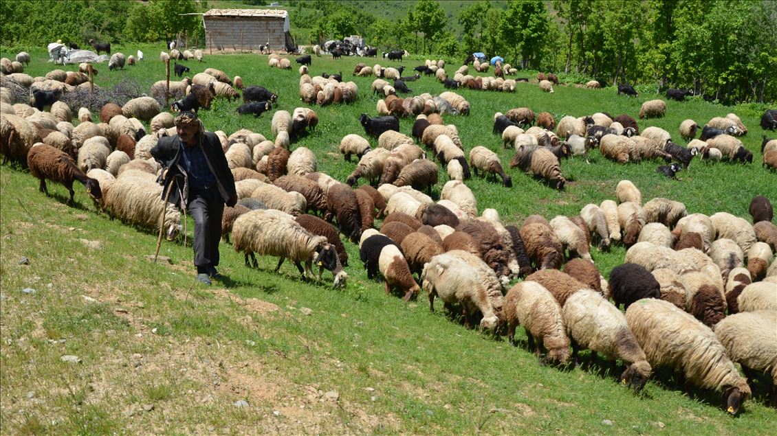 Muşlu Besiciler 6 ay sonra Muş'a geri dönmeye başladı