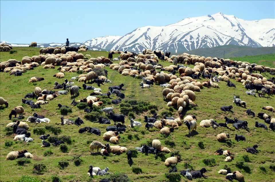 Muşlu besicilerin yaylalara dönüş yolculuğu başladı