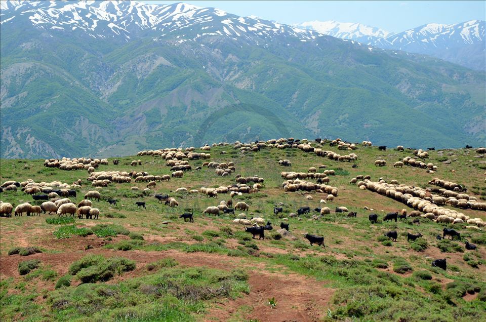 Muşlu besicilerin yaylalara dönüş yolculuğu başladı