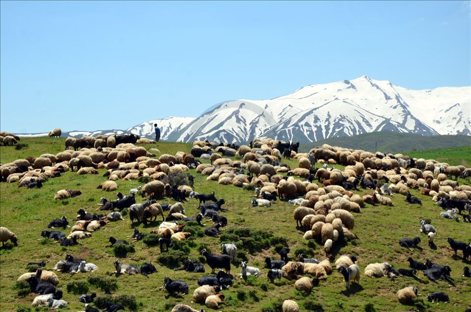 Muşlu besicilerin yaylalara dönüş yolculuğu başladı