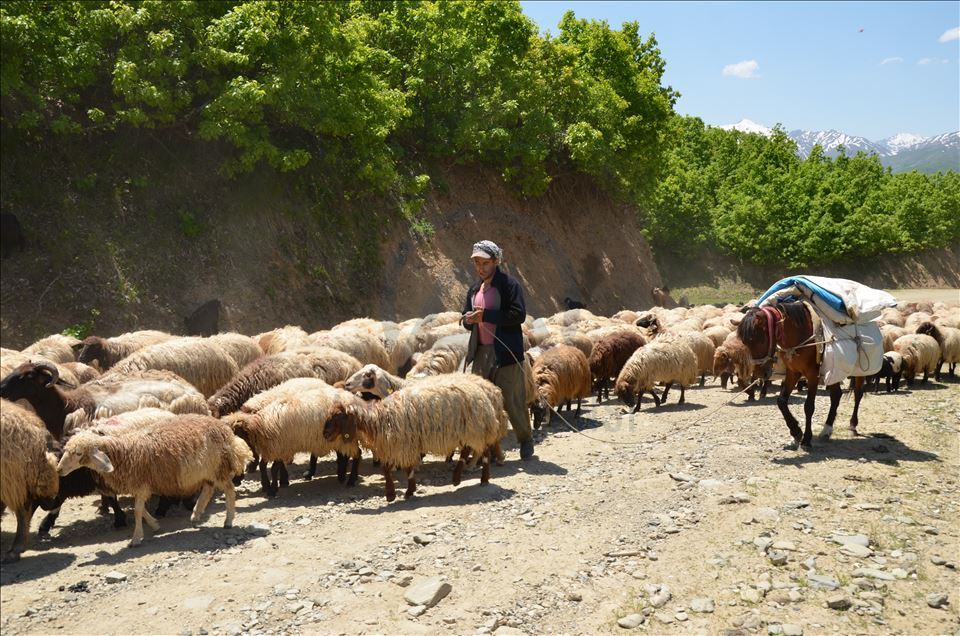Muşlu besicilerin yaylalara dönüş yolculuğu başladı