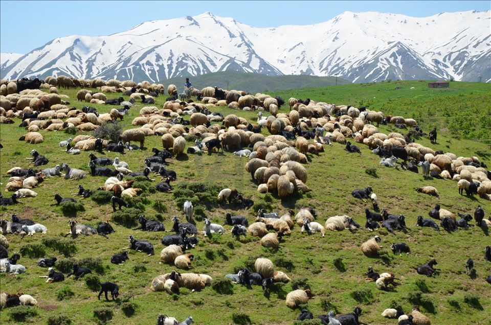 Muşlu besicilerin yaylalara dönüş yolculuğu başladı