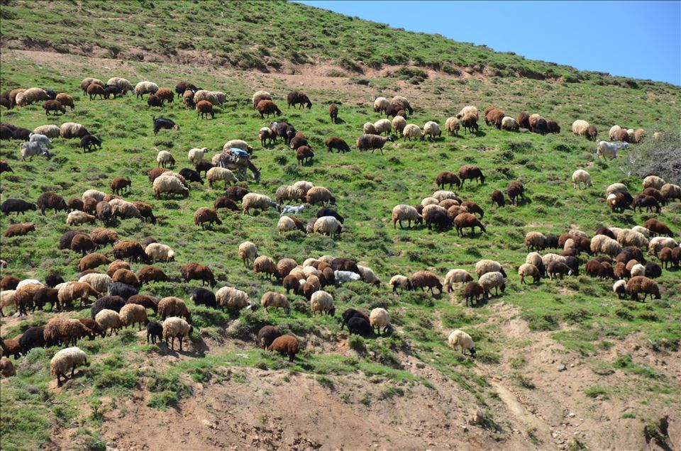 Muşlu besicilerin yaylalara dönüş yolculuğu başladı