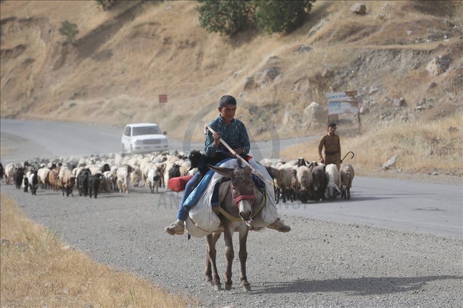 کۆچەرەکان روو لە کوێستانەکان دەکەن