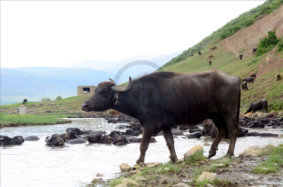 Bitlis'te devlet desteğiyle hayvancılık gelişiyor