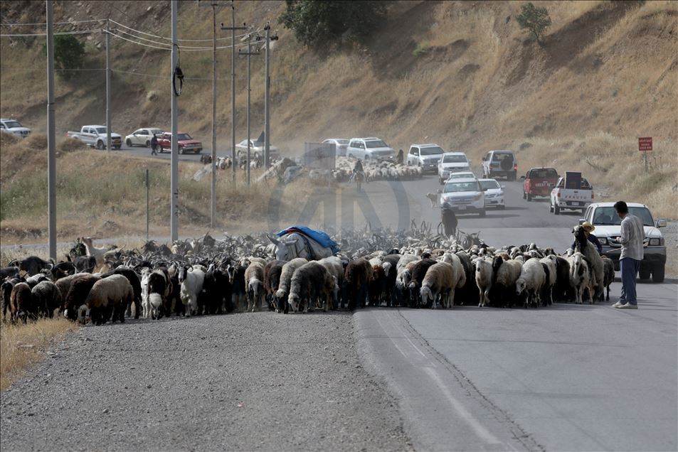 کۆچەرەکان روو لە کوێستانەکان دەکەن