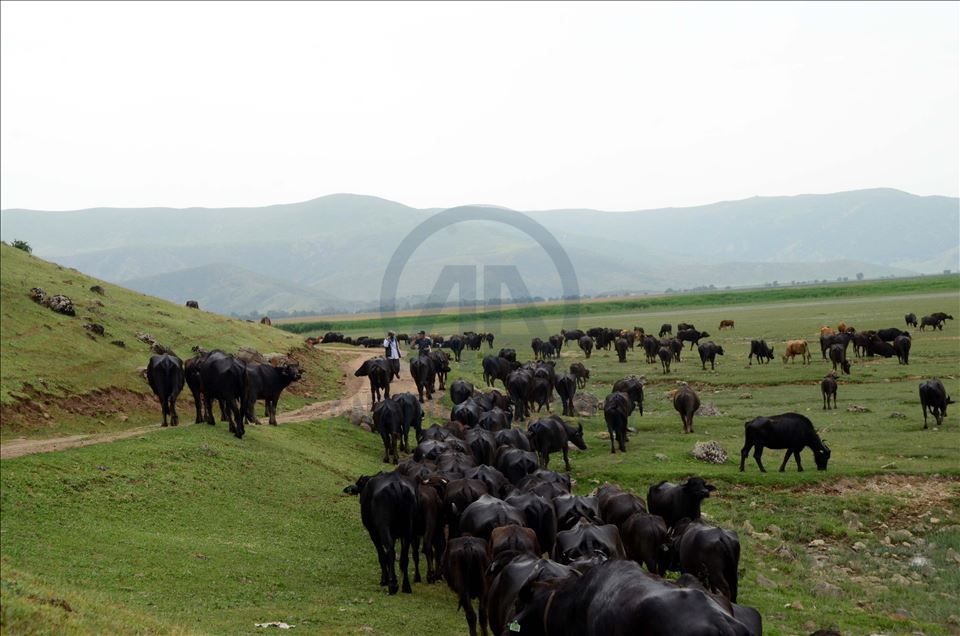 Bitlis'te devlet desteğiyle hayvancılık gelişiyor