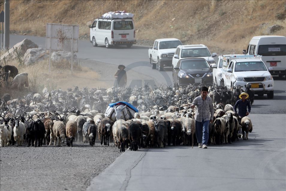 کۆچەرەکان روو لە کوێستانەکان دەکەن