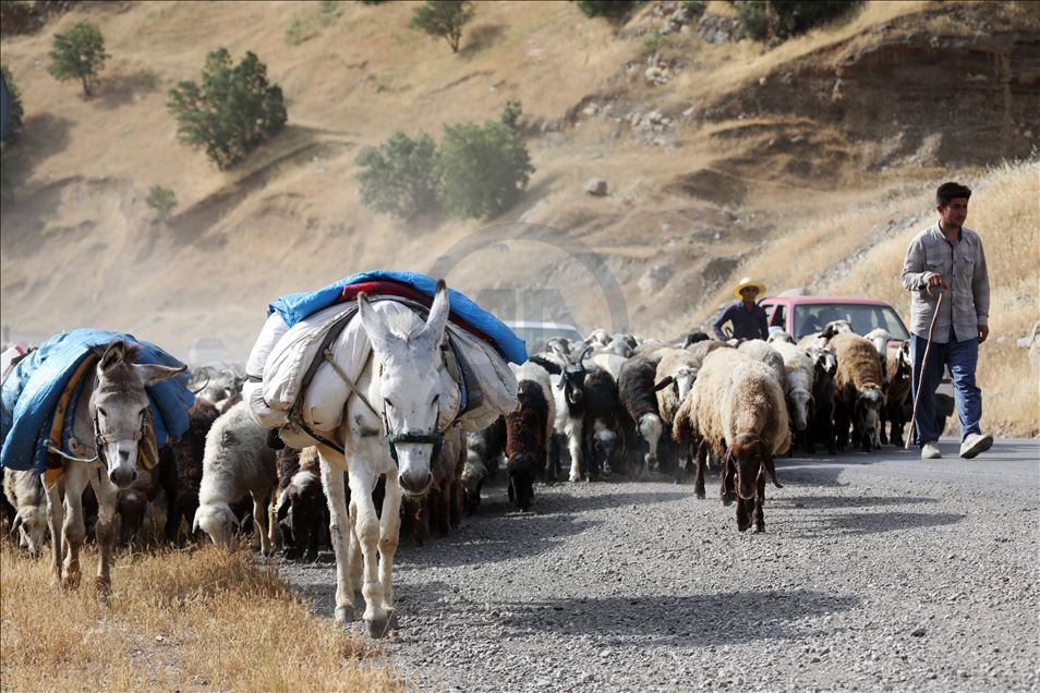 کۆچەرەکان روو لە کوێستانەکان دەکەن