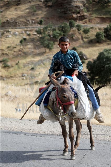 کۆچەرەکان روو لە کوێستانەکان دەکەن