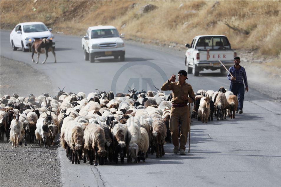 کۆچەرەکان روو لە کوێستانەکان دەکەن