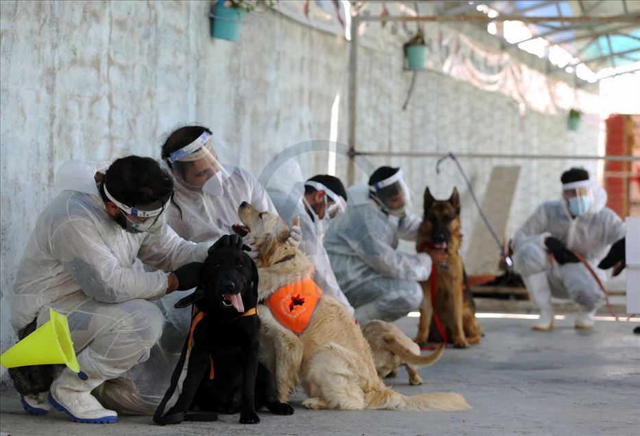Perros en Irán entrenados para olfatear el coronavirus