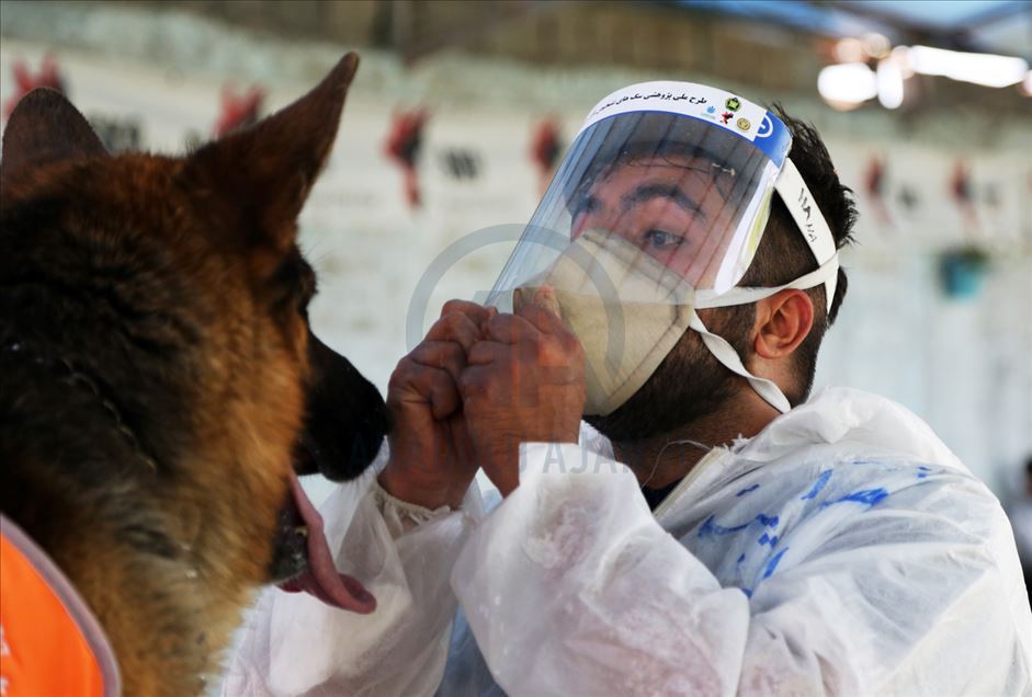 Perros en Irán entrenados para olfatear el coronavirus