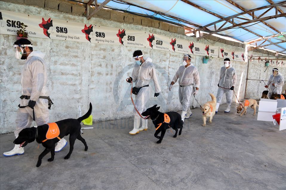 Perros en Irán entrenados para olfatear el coronavirus