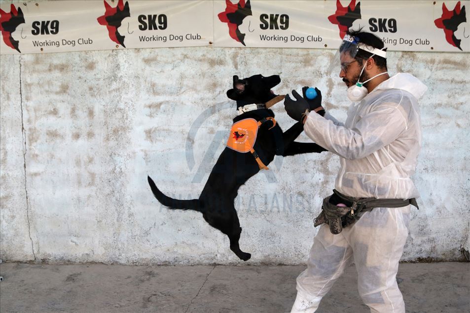 Perros en Irán entrenados para olfatear el coronavirus