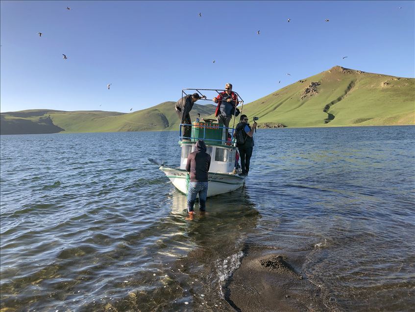 Balık Gölü Doğu Anadolu'daki martıların yuvası oldu