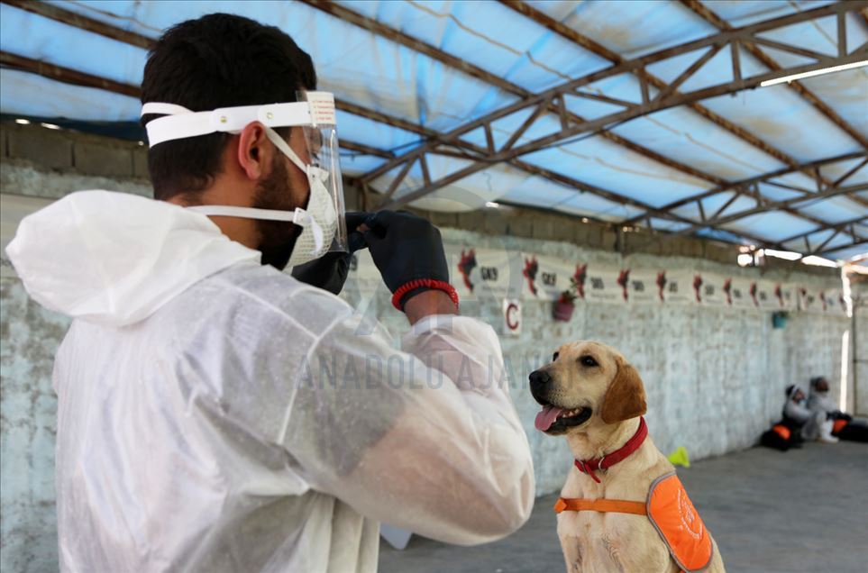 Perros en Irán entrenados para olfatear el coronavirus