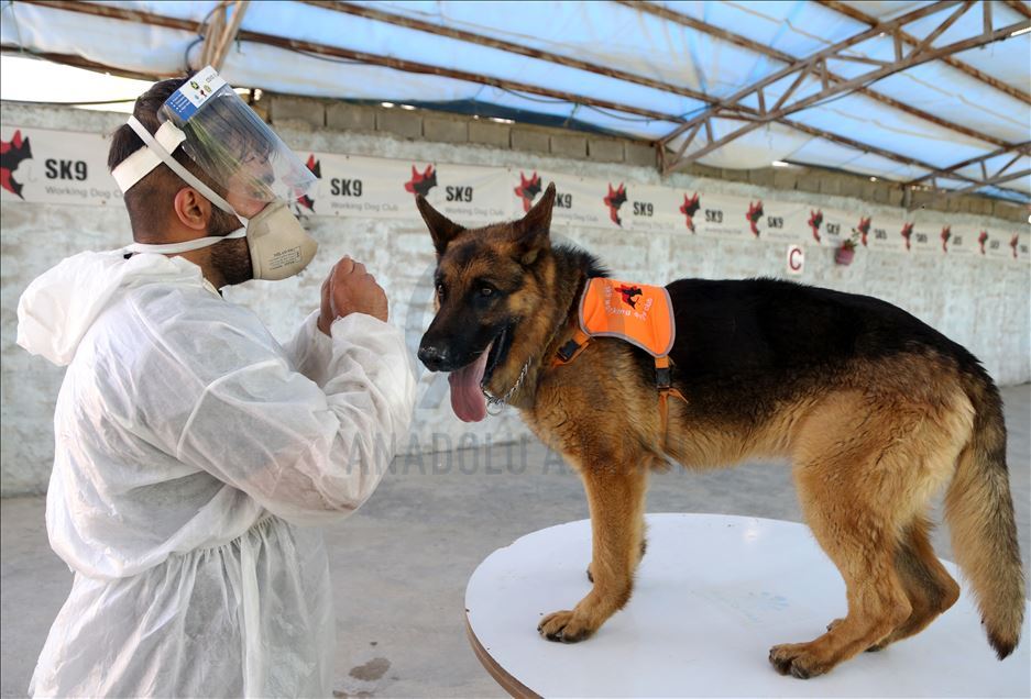 Dogs in Iran trained to sniff out Covid-19