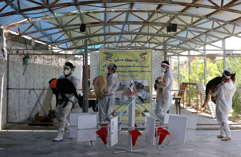 Perros en Irán entrenados para olfatear el coronavirus