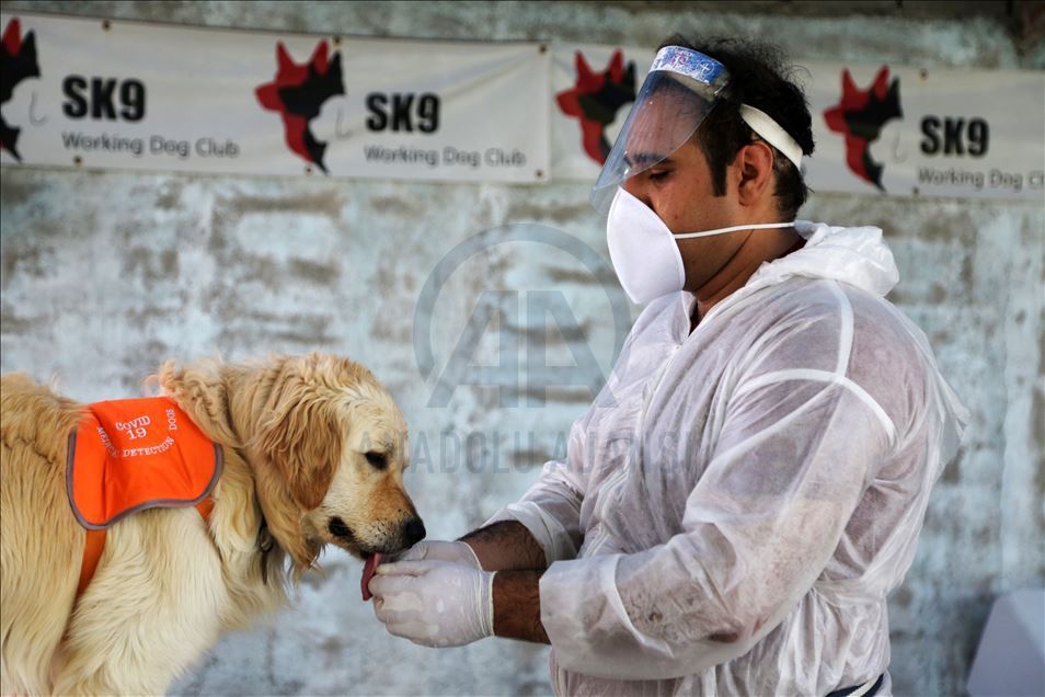 Dogs in Iran trained to sniff out Covid-19