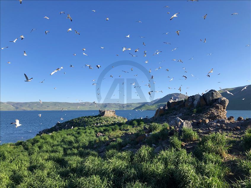 Balık Gölü Doğu Anadolu'daki martıların yuvası oldu