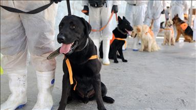 Iran trains dogs to sniff out COVID-19