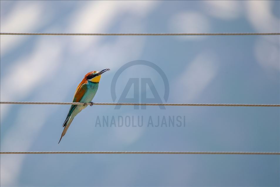میزبانی وان ترکیه از پرندگان