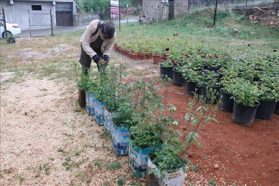 Weke "Gula reş" ji bo nasandina "Gula kesk" a Xelfetiyê jî xebatan dest pê kir