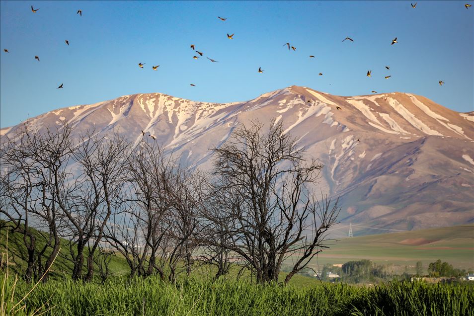 میزبانی وان ترکیه از پرندگان