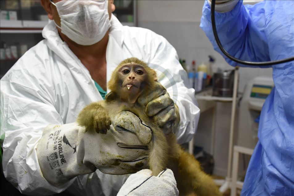 Smuggled baby monkeys are taken under protection in Gaziantep Zoo ...