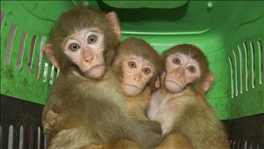 Smuggled baby monkeys are taken under protection in Gaziantep Zoo