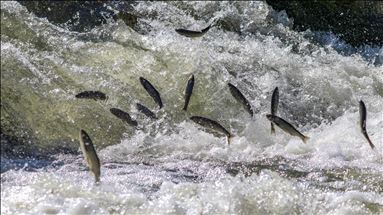 Journey of pearl mullet fish in Turkey's Lake Van