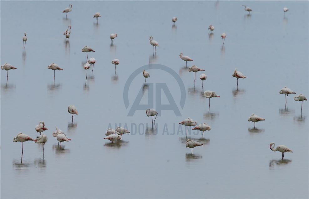 İzmir Kuş Cenneti yavru flamingolarla şenlendi