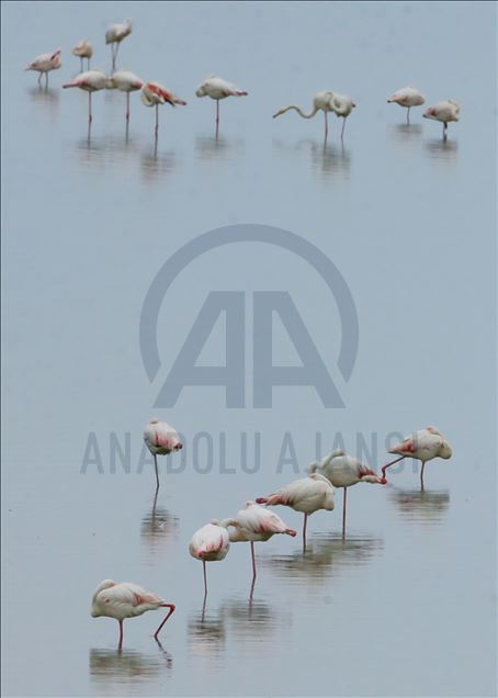 İzmir Kuş Cenneti yavru flamingolarla şenlendi