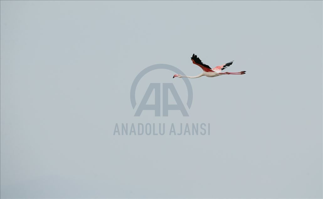 İzmir Kuş Cenneti yavru flamingolarla şenlendi