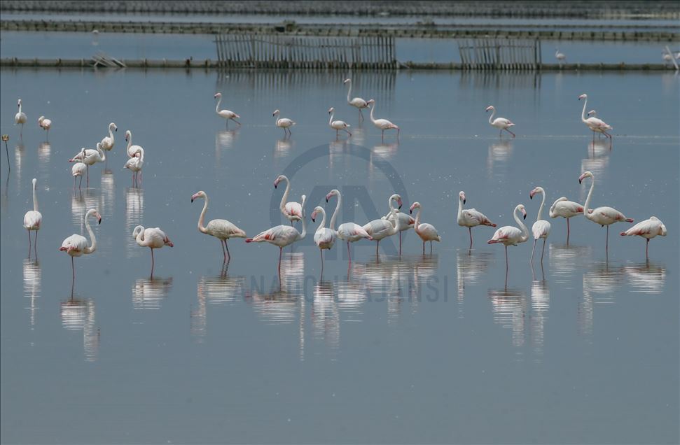 İzmir Kuş Cenneti yavru flamingolarla şenlendi