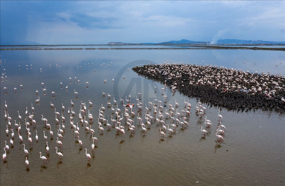 İzmir Kuş Cenneti yavru flamingolarla şenlendi