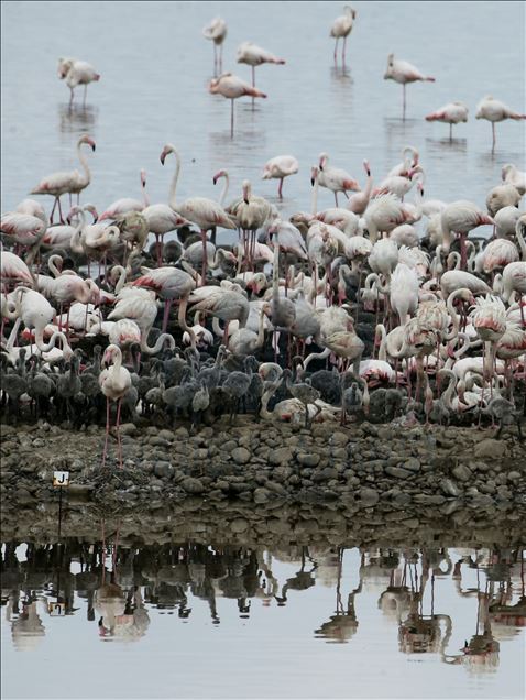İzmir Kuş Cenneti yavru flamingolarla şenlendi