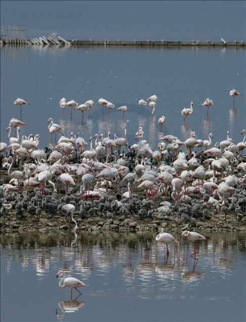 İzmir Kuş Cenneti yavru flamingolarla şenlendi